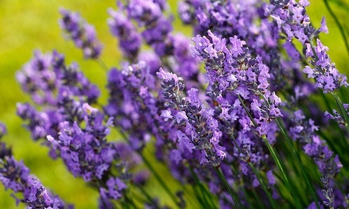 4-Pack Roll-Out Bed Of English Lavender - Purple - Check Back Soon - BLINQ